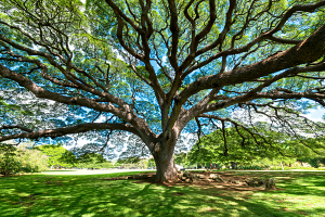 Waimea Valley